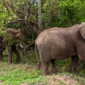ZMB EAS SouthLuangwa 2016DEC10 KapaniLodge 012 : 2016, 2016 - African Adventures, Africa, Date, December, Eastern, Kapani Lodge, Mfuwe, Month, Places, South Luangwa, Trips, Year, Zambia